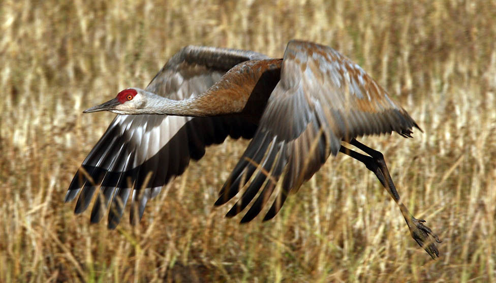 Sandhill crane